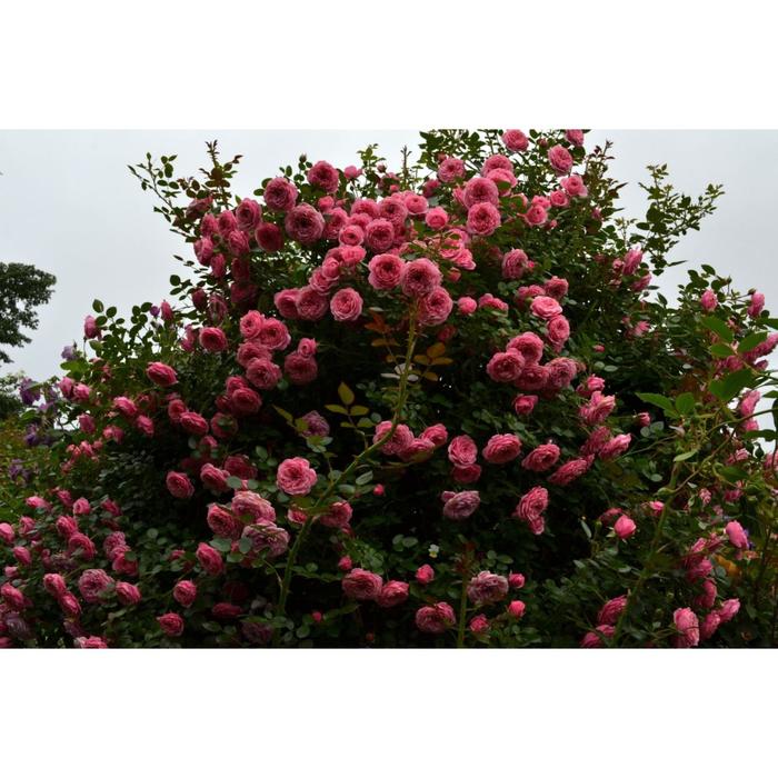 Саженец розы "Деспот " 1 шт Весна 2022
Саженец розы "Деспот " 1 шт Весна 2022