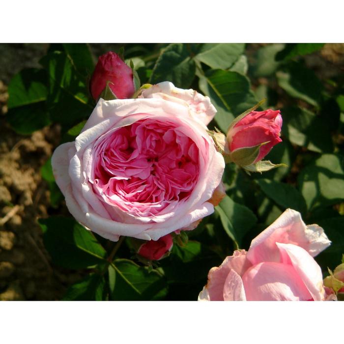 Саженец розы "Джулбер Сикер" 1 шт Весна 2022 
Саженец розы "Джулбер Сикер" 1 шт Весна 2022