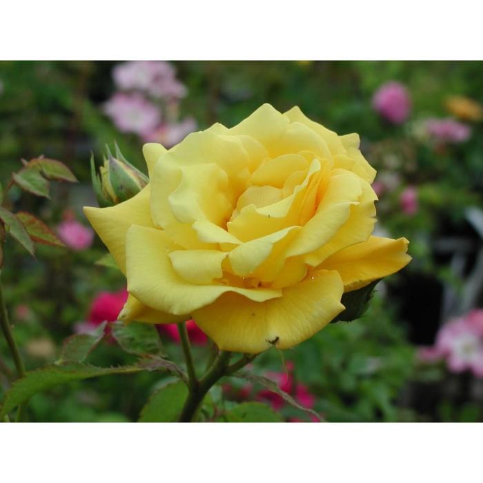 Саженец розы "Голдкрест " 1 шт Весна 2022
Саженец розы "Голдкрест " 1 шт Весна 2022