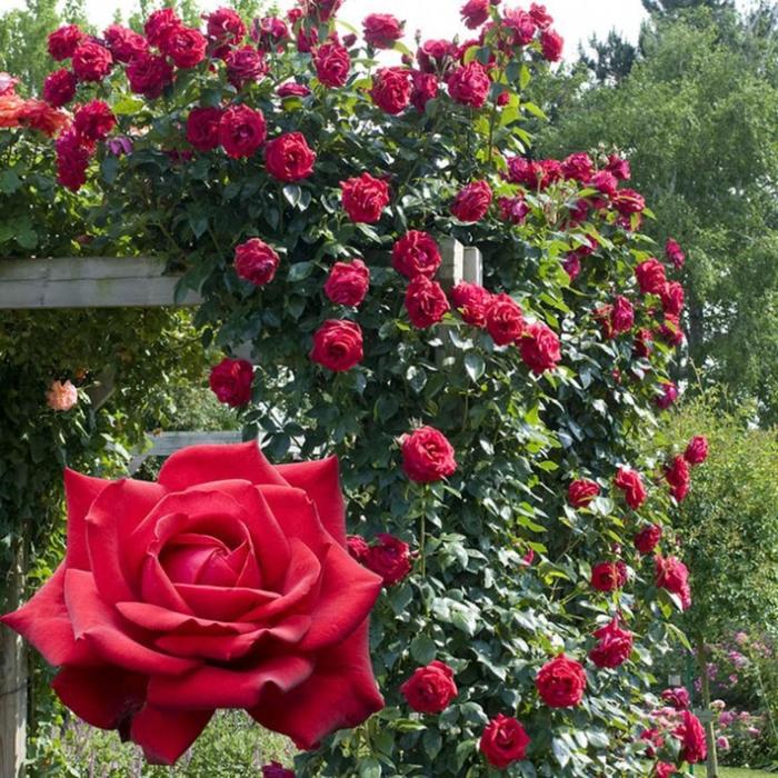 Саженец розы "Гримпан Кримсон Глори " 1 шт Весна 2022
Саженец розы "Гримпан Кримсон Глори " 1 шт Весна 2022