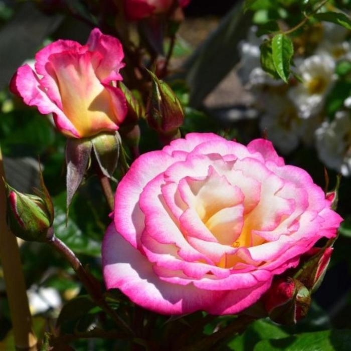 Саженец розы "Хэндэл " 1 шт Весна 2022
Саженец розы "Хэндэл " 1 шт Весна 2022