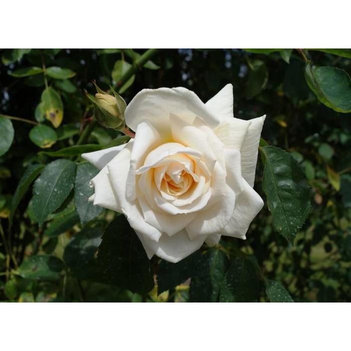 Саженец розы "Илзе Крон Супериор " 1 шт Весна 2022
Саженец розы "Илзе Крон Супериор " 1 шт Весна 2022