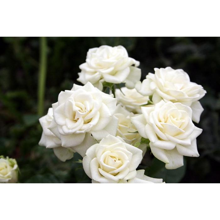 Саженец розы "Сноу Денс " 1 шт Весна 2022
Саженец розы "Сноу Денс " 1 шт Весна 2022