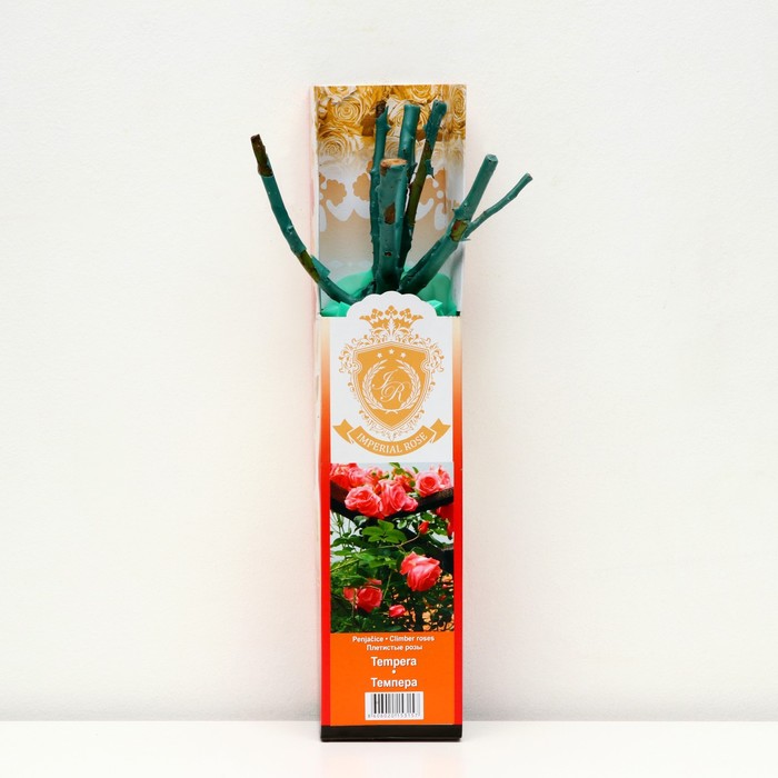 Саженец розы "Темпера ", 1 шт, туба, Весна 2023
Саженец розы "Темпера ", 1 шт, туба, Весна 2023