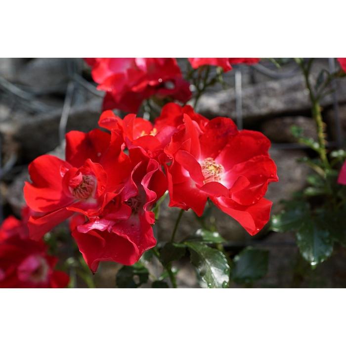 Саженец розы "Рубидо " 1 шт Весна 2022
Саженец розы "Рубидо " 1 шт Весна 2022