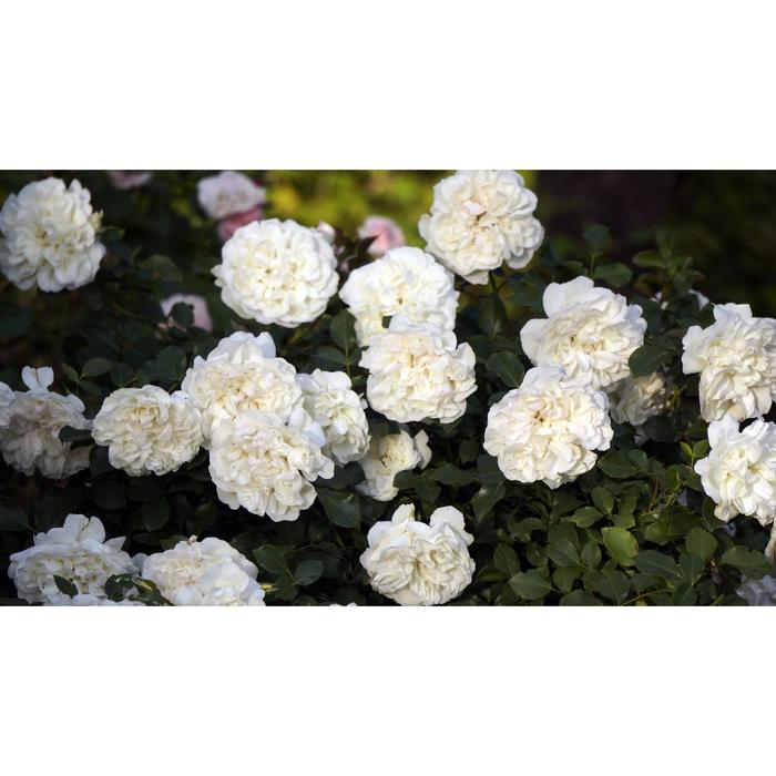 Саженец розы "Вайт Мейдиланд " 1 шт Весна 2022
Саженец розы "Вайт Мейдиланд " 1 шт Весна 2022