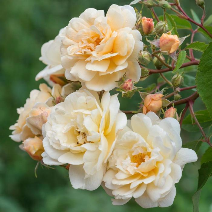 Саженец розы "Лунаси " 1 шт Весна 2022
Саженец розы "Лунаси " 1 шт Весна 2022