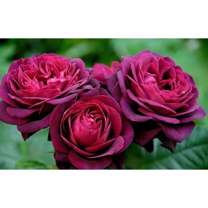 Саженец розы "Морелло " 1 шт Весна 2022
Саженец розы "Морелло " 1 шт Весна 2022