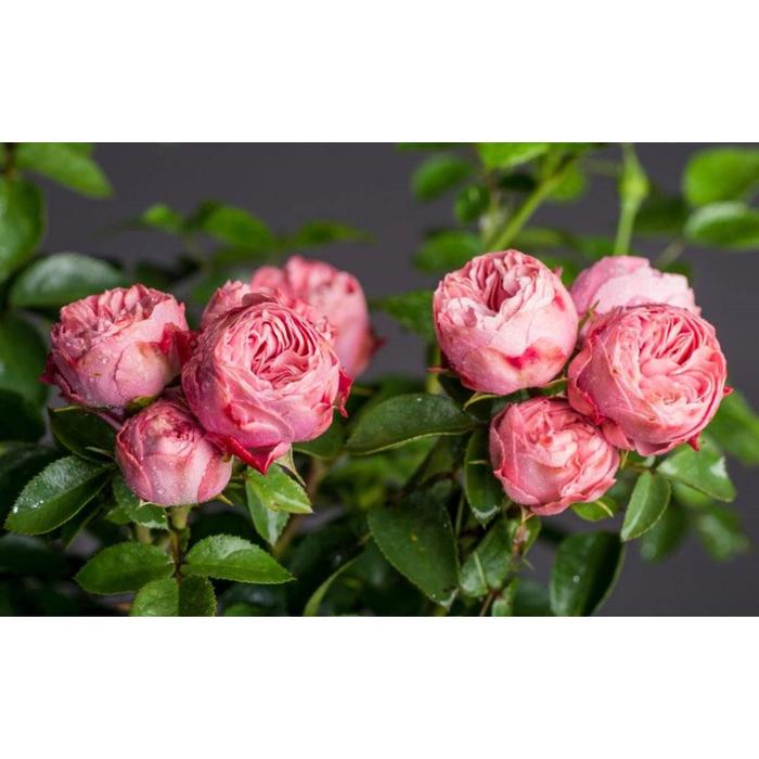 Саженец розы "Плей Кет " 1 шт Весна 2022
Саженец розы "Плей Кет " 1 шт Весна 2022