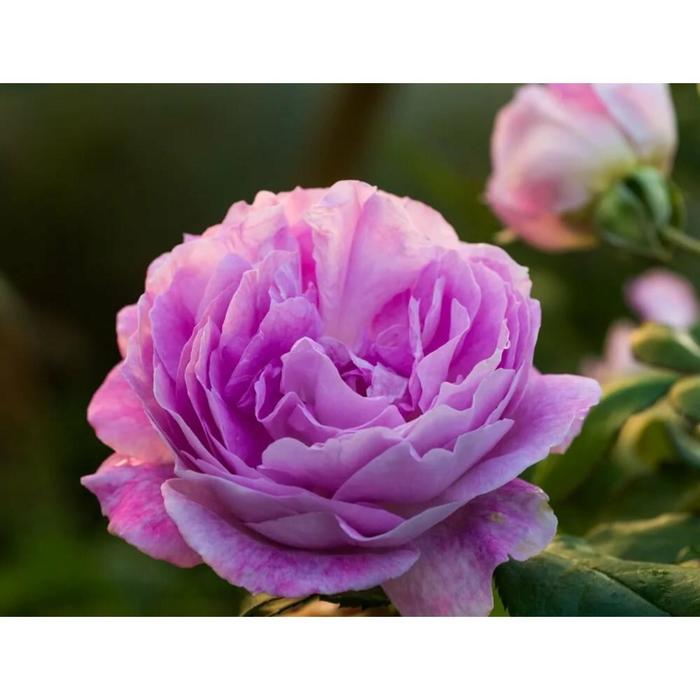 Саженец розы "Вивант " 1 шт Весна 2022 
Саженец розы "Вивант " 1 шт Весна 2022