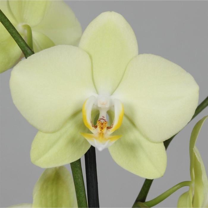 Орхидея Фаленопсис Limelino, без цветка (детка), горшок 2,5 дюйма
Орхидея Фаленопсис Limelino, без цветка (детка), горшок 2,5 дюйма