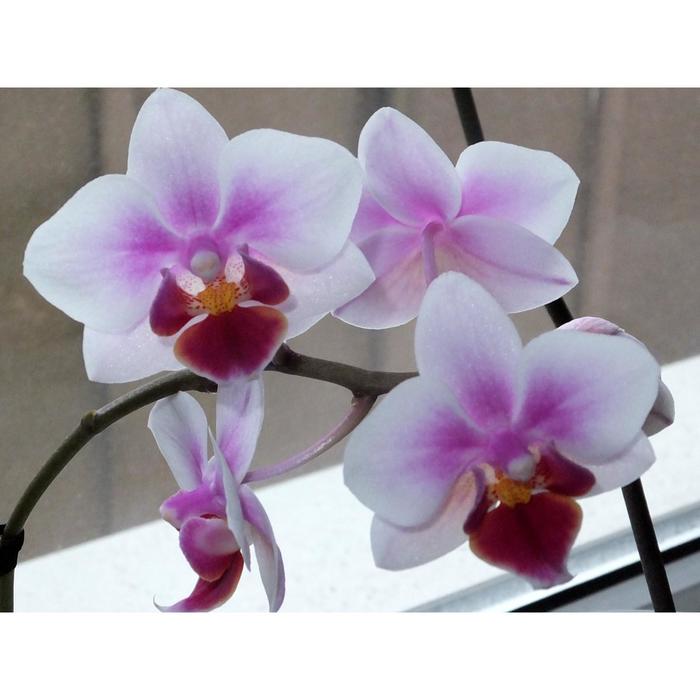 Орхидея Фаленопсис SI3825, без цветка (детка), горшок 2,5 дюйма
Орхидея Фаленопсис SI3825, без цветка (детка), горшок 2,5 дюйма