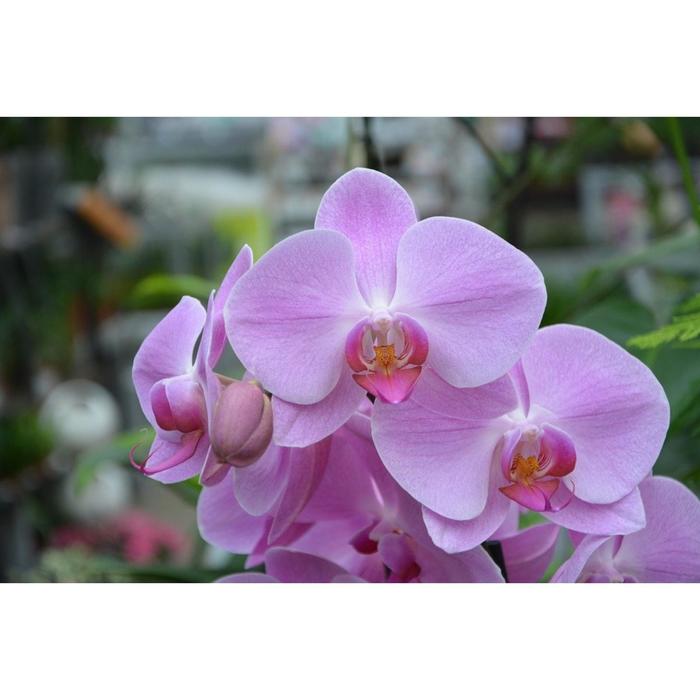 Орхидея Фаленопсис SI3852, без цветка (детка), горшок 2,5 дюйма
Орхидея Фаленопсис SI3852, без цветка (детка), горшок 2,5 дюйма