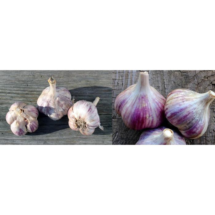 Смесь чеснок Озимый Любаша + Добрыня фракция 40+, 1 шт + 1 шт
Смесь чеснок Озимый Любаша + Добрыня фракция 40+, 1 шт + 1 шт