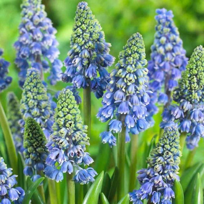 Мускари армянский Артист 7/8 р/р, 10 шт 
Мускари армянский Артист 7/8 р/р, 10 шт