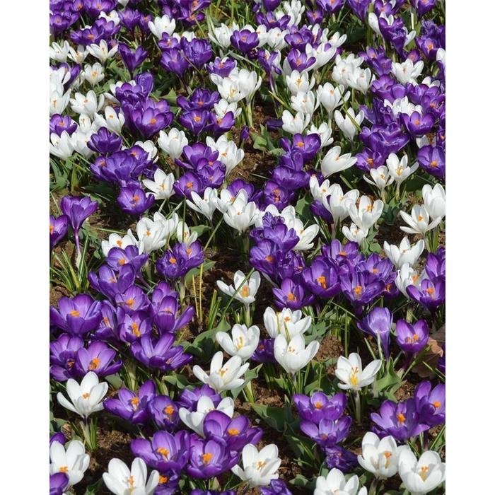Крокус Блю/Вайт Микс 7/8 р/р, 25 шт
Крокус Блю/Вайт Микс 7/8 р/р, 25 шт