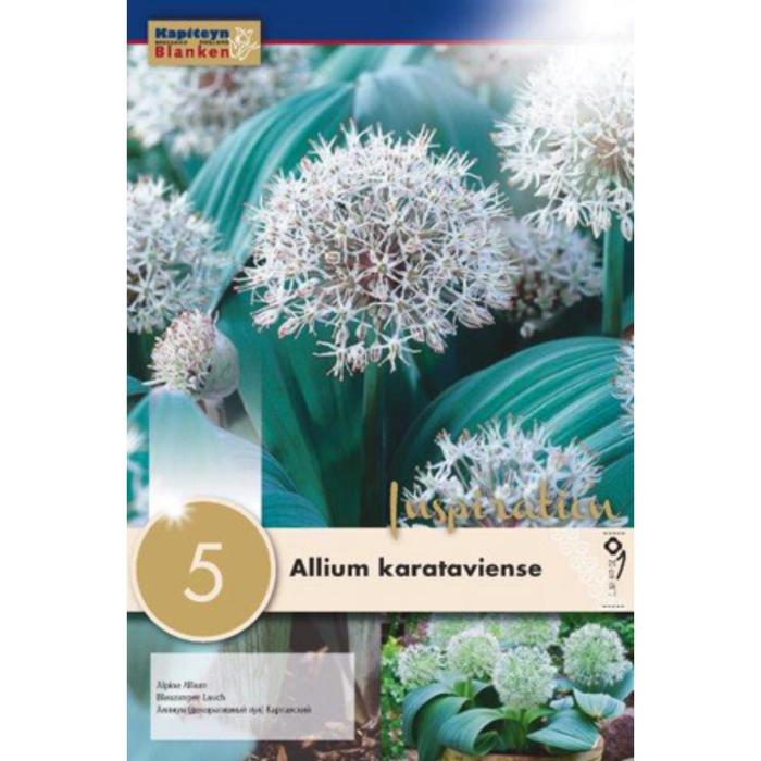 Лук каратавский 12/14 р-р, 5 шт
Лук каратавский 12/14 р-р, 5 шт