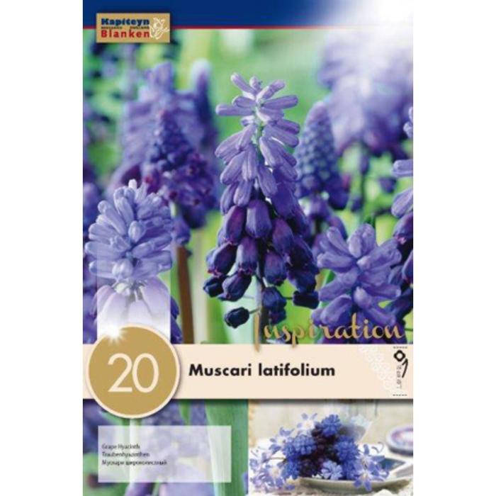 Мускари широколистный 6/+ р-р, 20 шт 
Мускари широколистный 6/+ р-р, 20 шт