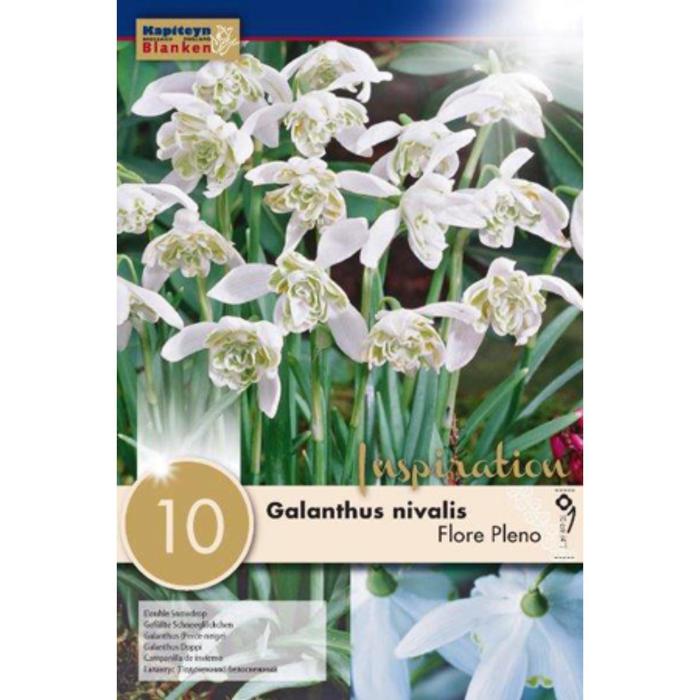 Подснежник белоснежный Флоре Плено 5/+ р-р, 10 шт
Подснежник белоснежный Флоре Плено 5/+ р-р, 10 шт