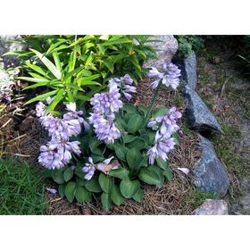 Хоста "Блу Маус иэрс" Корневища набор 2 шт, Осень 2021 
Хоста "Блу Маус иэрс" Корневища набор 2 шт, Осень 2021