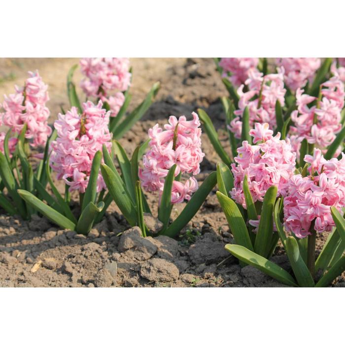 Гиацинт Пёпл Пинк Микс 14/15 р/р, 12 шт
Гиацинт Пёпл Пинк Микс 14/15 р/р, 12 шт