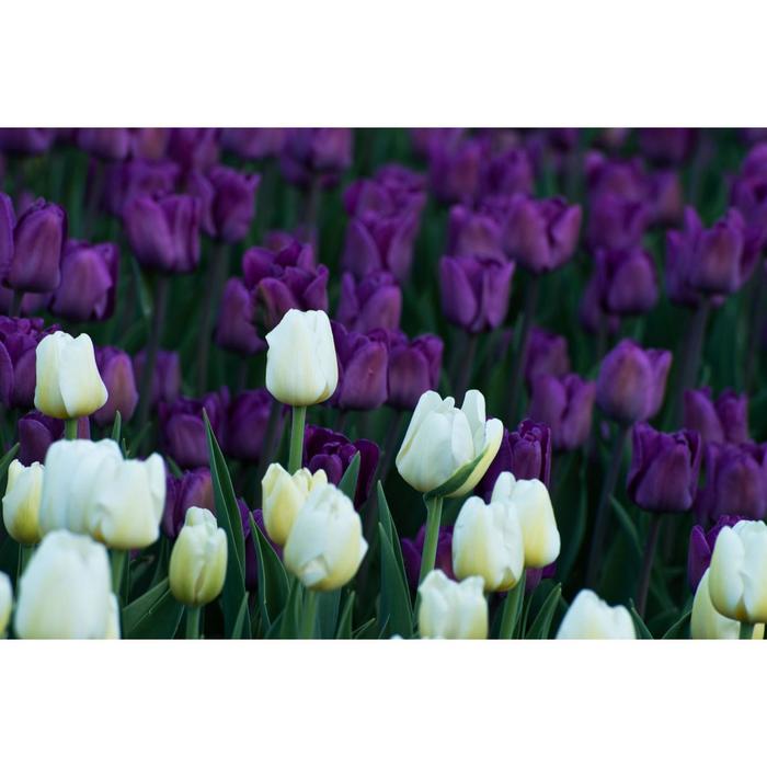 Тюльпан Пёпл/Вайт Микс 10/11 р/р, 15 шт
Тюльпан Пёпл/Вайт Микс 10/11 р/р, 15 шт