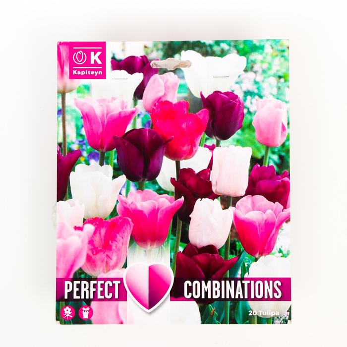 Тюльпан Пинк Вайт энд Пёпл Бленд Микс 11/12 р-р, 20 шт
Тюльпан Пинк Вайт энд Пёпл Бленд Микс 11/12 р-р, 20 шт