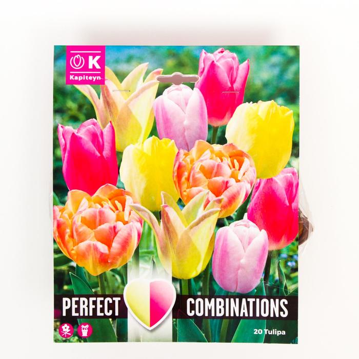 Тюльпан Софт Тон Микс 11/12 р-р, 20 шт
Тюльпан Софт Тон Микс 11/12 р-р, 20 шт