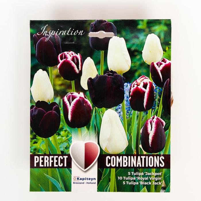 Тюльпан Триумф Блэк Бленд Микс 11/12 р-р, 20 шт
Тюльпан Триумф Блэк Бленд Микс 11/12 р-р, 20 шт