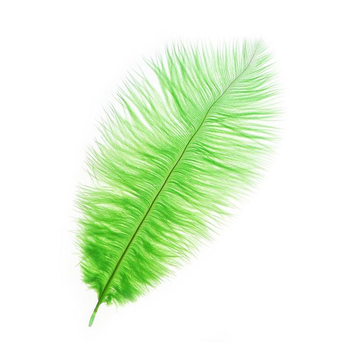 Перо для декора, размер: 25-30 см, цвет зелёный
Перо для декора, размер: 25-30 см, цвет зелёный