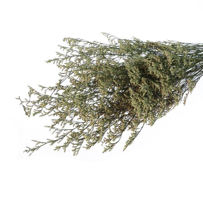 Сухоцвет «Кермек» 130 г, цвет зелёный
Сухоцвет «Кермек» 130 г, цвет зелёный