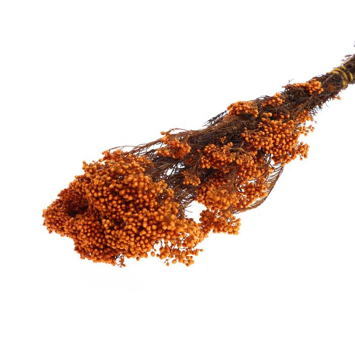 Сухоцвет «Озотамнус» 60 г, цвет кирпичный
Сухоцвет «Озотамнус» 60 г, цвет кирпичный