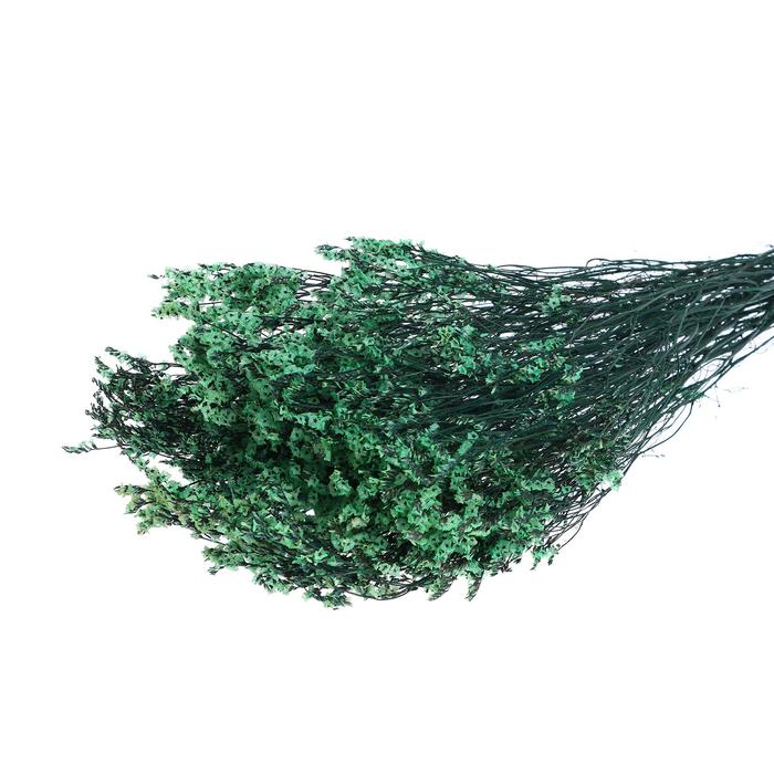 Сухоцвет «Лимониум» 120 г, цвет зелёный 
Сухоцвет «Лимониум» 120 г, цвет зелёный