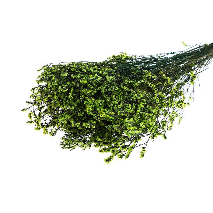 Сухоцвет «Лимониум» 120 г, цвет зелёный
Сухоцвет «Лимониум» 120 г, цвет зелёный