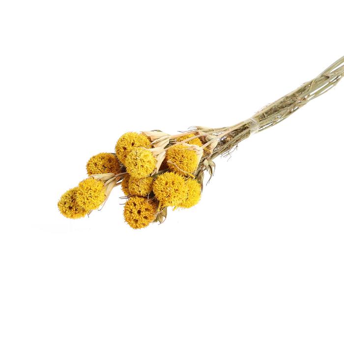 Сухоцвет «Ликвидамбара» 35 г, цвет жёлтый
Сухоцвет «Ликвидамбара» 35 г, цвет жёлтый