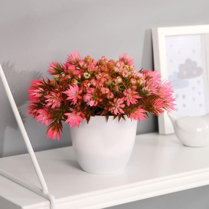 Бонсай "Стокезия" 9х13 см, микс
Бонсай "Стокезия" 9х13 см, микс