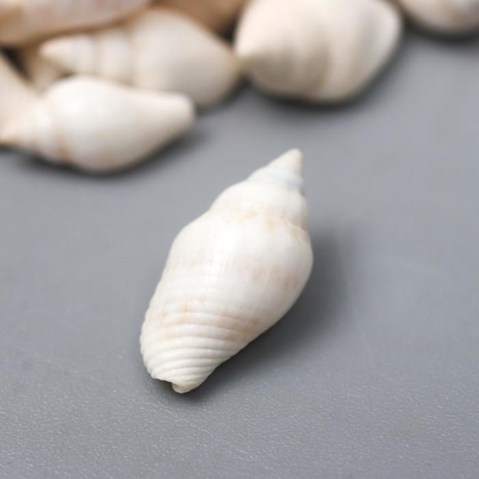 Ракушки декоративные "Nassa Cooked" 100 г ± 5 г 0.6-1.2 см
Ракушки декоративные "Nassa Cooked" 100 г ± 5 г 0.6-1.2 см