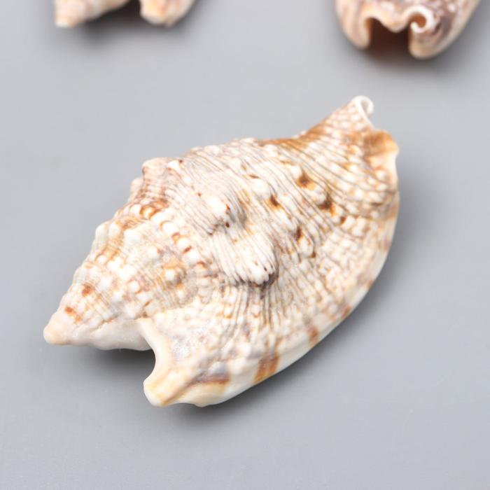 Ракушки декоративные "Strombus Aurisdiane Asstd" 5-6.3 см 3 шт
Ракушки декоративные "Strombus Aurisdiane Asstd" 5-6.3 см 3 шт