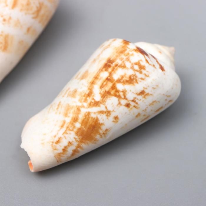 Ракушки декоративные "Strombus Luhuanus" 3.1-5 см 5 шт
Ракушки декоративные "Strombus Luhuanus" 3.1-5 см 5 шт