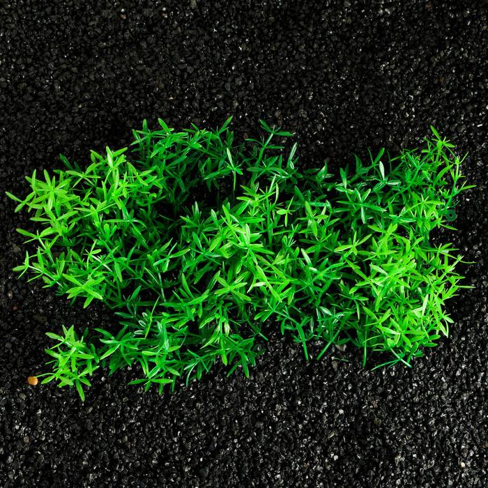 Коврик растений для аквариума, 23 х 12 х 5 см
Коврик растений для аквариума, 23 х 12 х 5 см