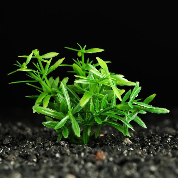 Растение искусственное аквариумное, 2,5 х 5 см, зелёное
Растение искусственное аквариумное, 2,5 х 5 см, зелёное