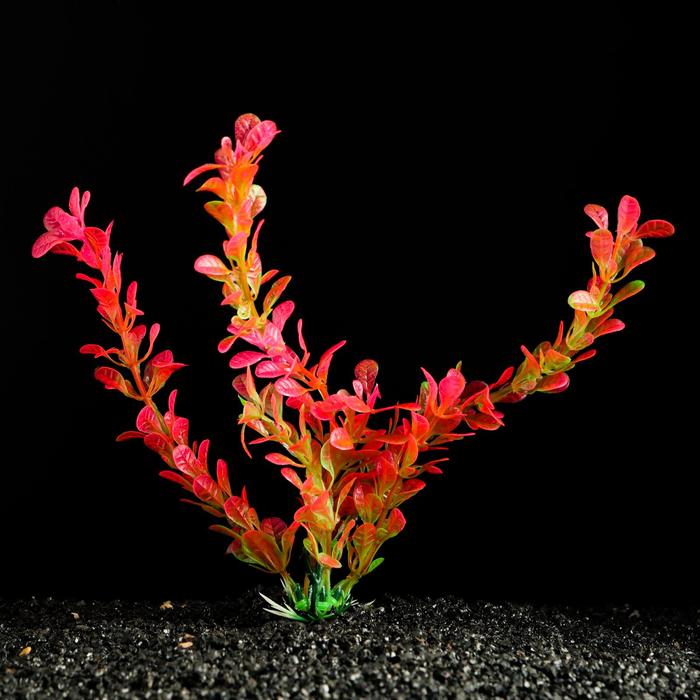 Растение искусственное аквариумное, 4 х 20 см, розово-оранжевое
Растение искусственное аквариумное, 4 х 20 см, розово-оранжевое