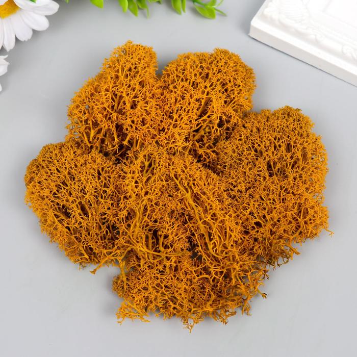 Мох стабилизированный "Лимонный" 45 гр (+-5 гр)
Мох стабилизированный "Лимонный" 45 гр (+-5 гр)