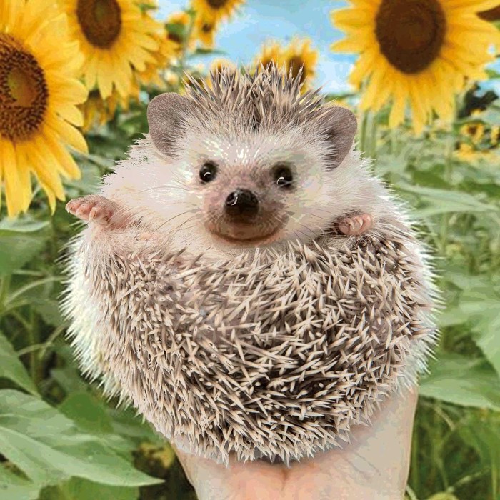 Алмазная мозаика с частичным заполнением «Ёжик» 20х20 см, на подрамнике
Алмазная мозаика с частичным заполнением «Ёжик» 20х20 см, на подрамнике