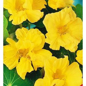 Семена Настурция Лунный блеск 1 кг
Семена Настурция Лунный блеск 1 кг