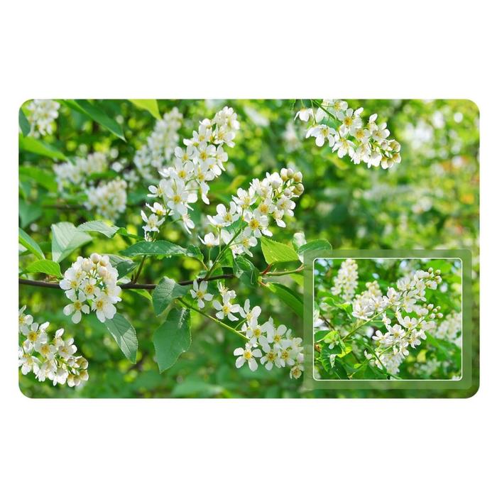 Салфетка «Черёмуха», 39х25 см
Салфетка «Черёмуха», 39х25 см