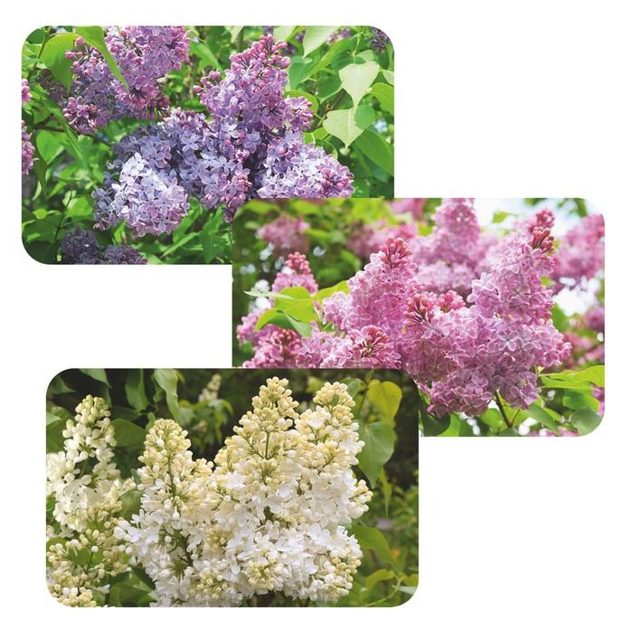 Салфетка для сервировки «Сиреневый сад», 39х25 см
Салфетка для сервировки «Сиреневый сад», 39х25 см