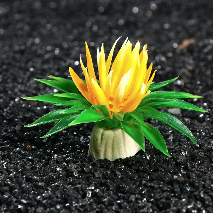 Растение искусственное аквариумное, 5 см, микс цветов
Растение искусственное аквариумное, 5 см, микс цветов