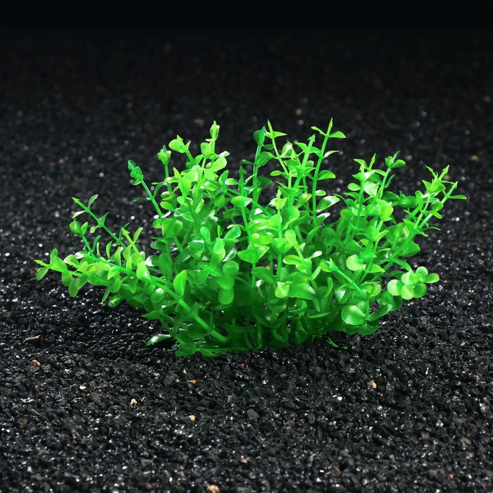 Растение искусственное аквариумное, 12 х 10 см
Растение искусственное аквариумное, 12 х 10 см