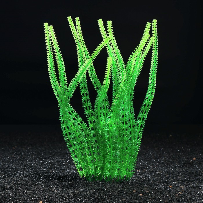 Островок с растениями искусственными для аквариума, 19 х 9 х 32 см 1299705
Островок с растениями искусственными для аквариума, 19 х 9 х 32 см 1299705